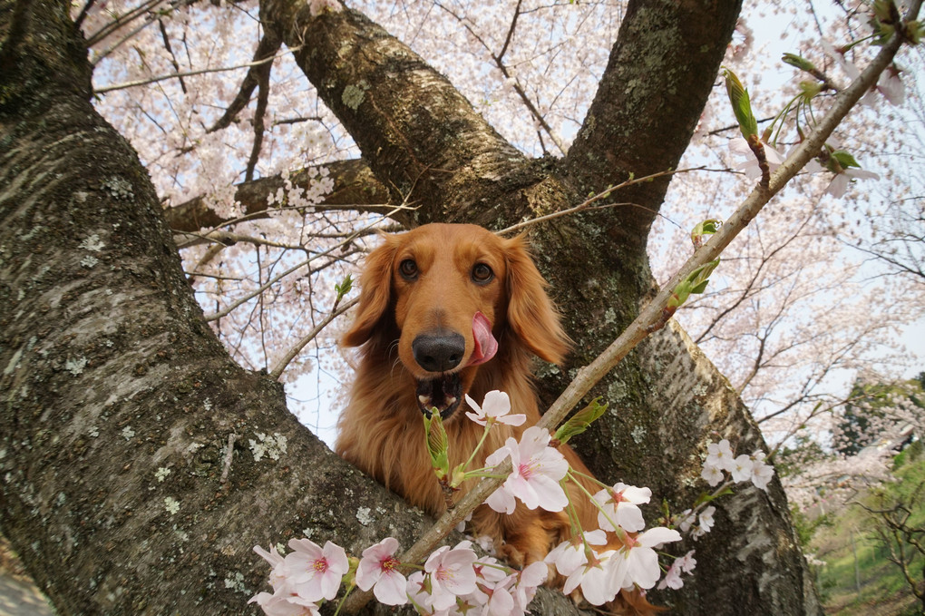 犬と桜①