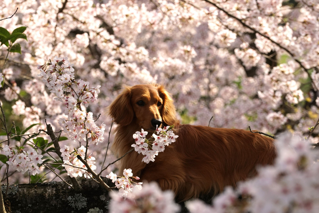 犬と桜②