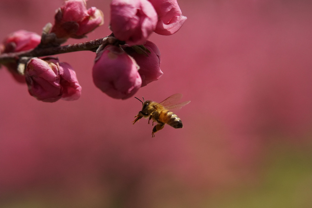 桃の花とミツバチ