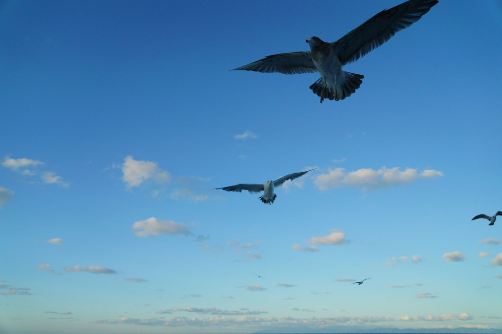 鳥がこっち見てくる