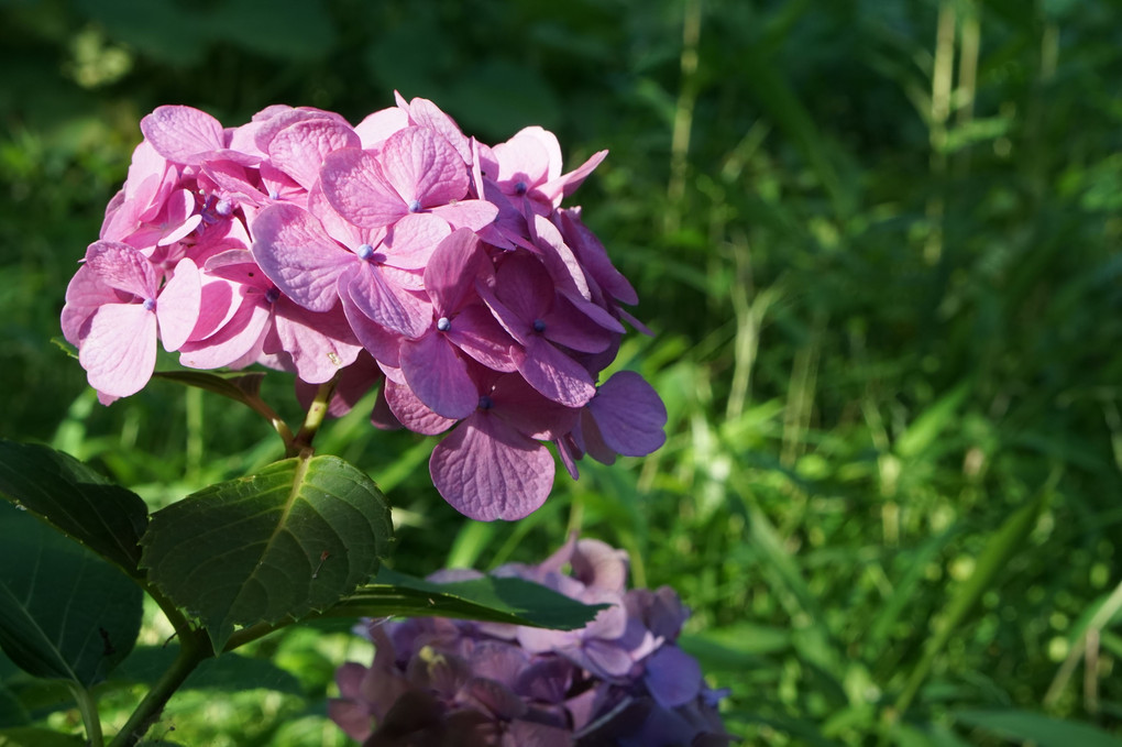 裏山の紫陽花