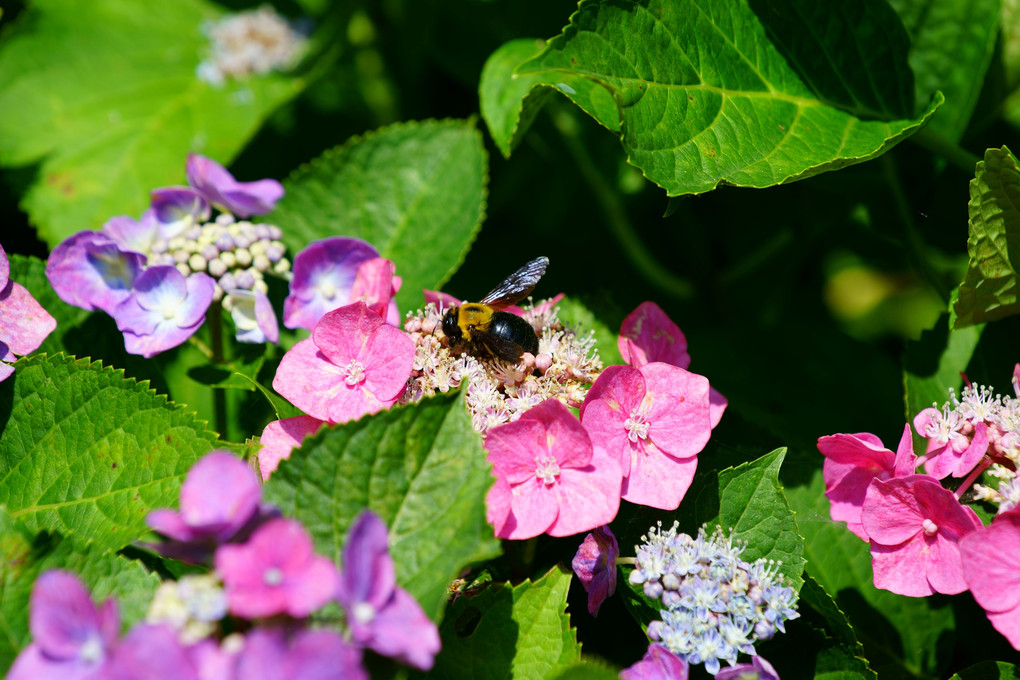 ハチと紫陽花