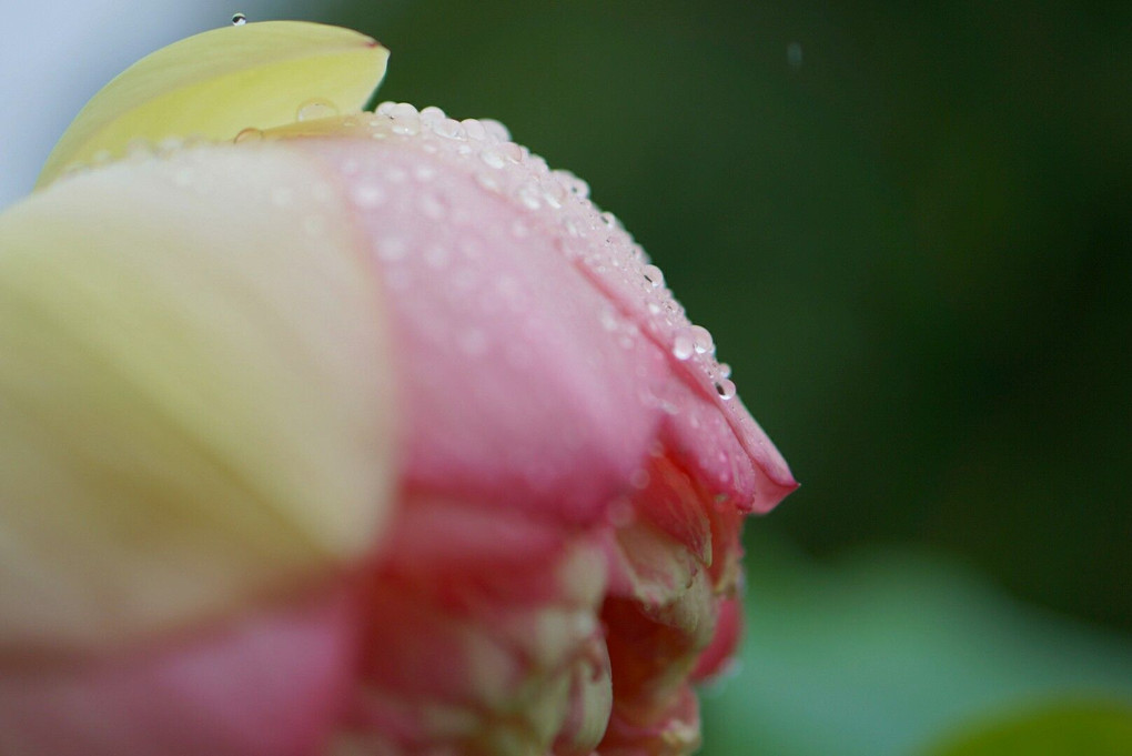 糸雨