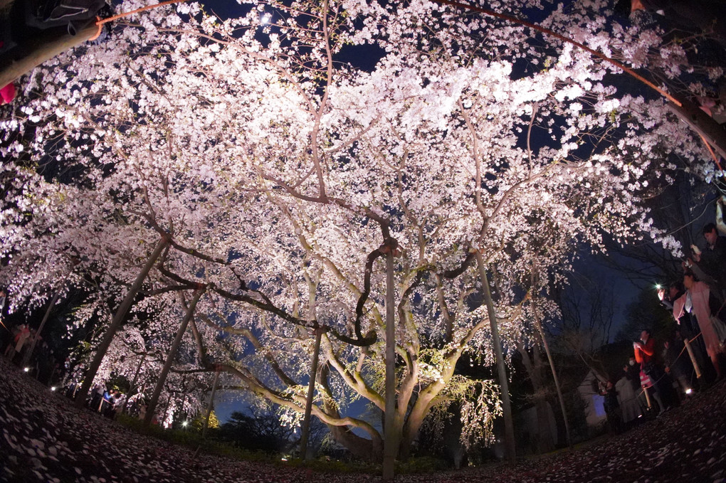 桜の天井   六義園