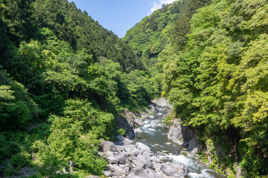 新緑を求めて