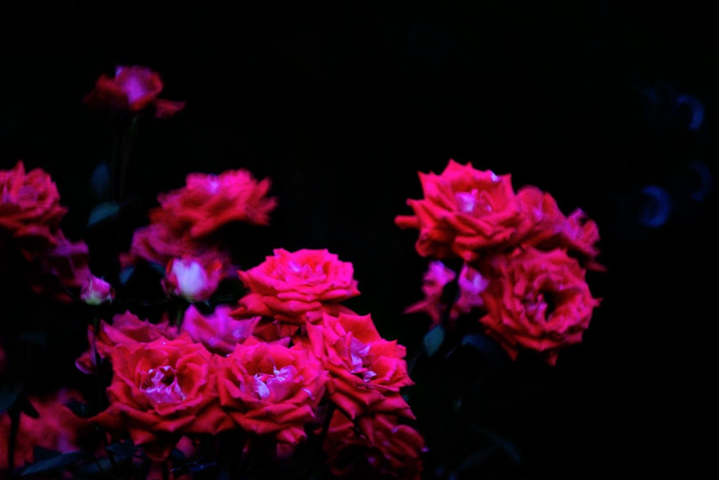 夜に咲く薔薇