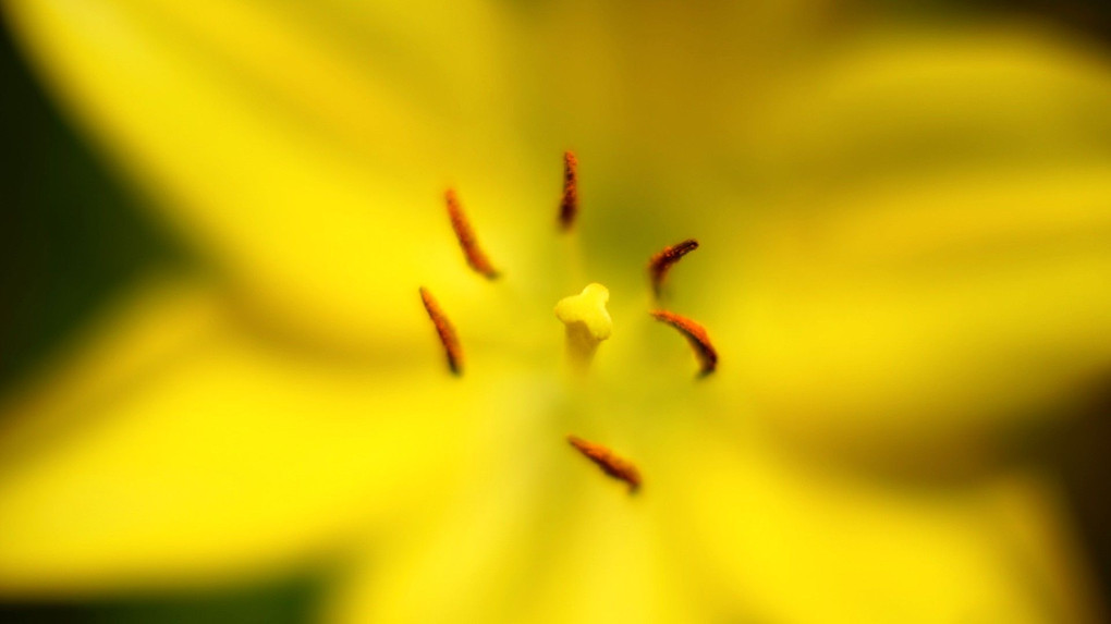 ユリ×大口径レンズ×shallow depth of field