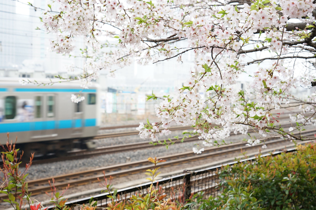 桜と京浜東北線