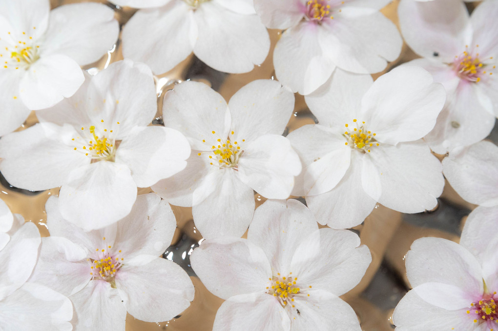 Cherry Blossoms 