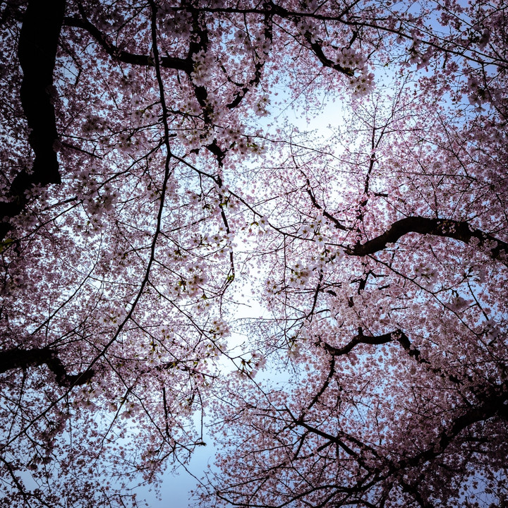 桜の森の満開の下
