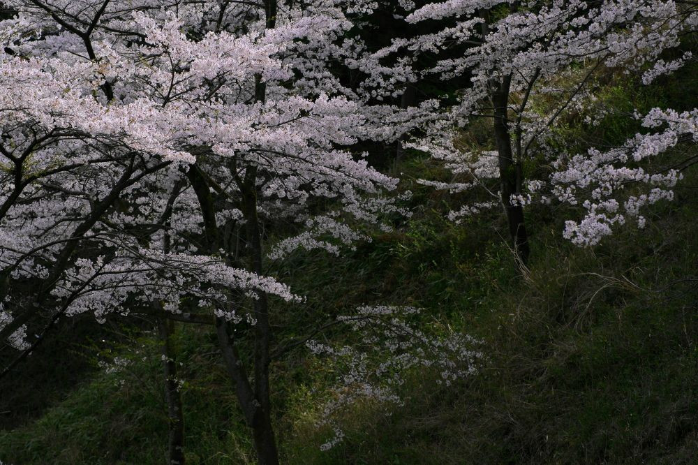 妙義山の春