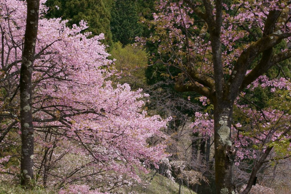 妙義山の春