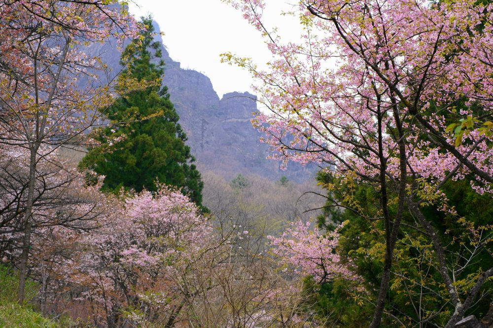 妙義山の春