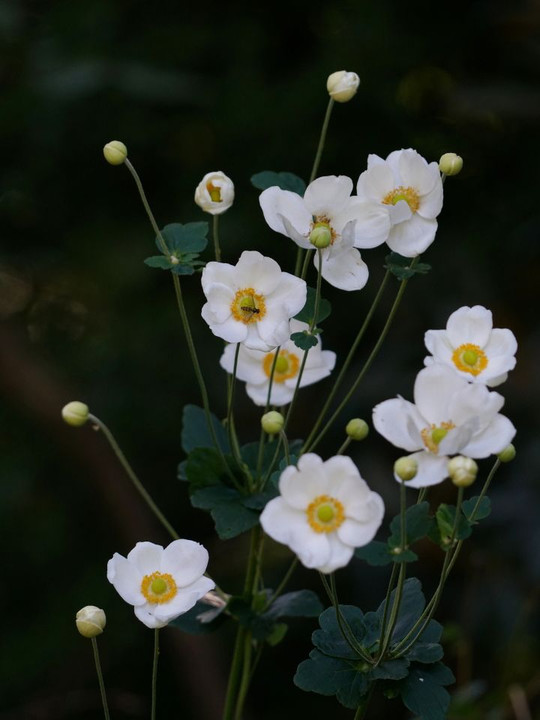 秋明菊