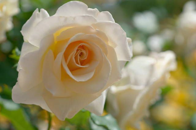 白薔薇の印象