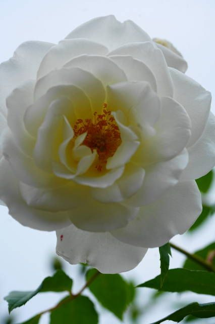 白薔薇の印象