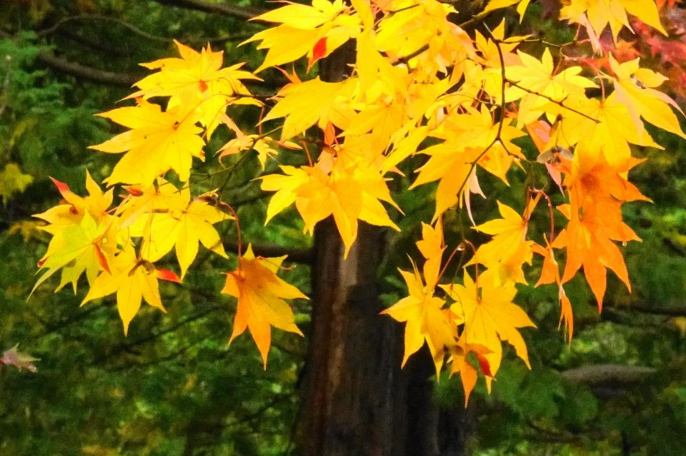 晩秋の黄葉