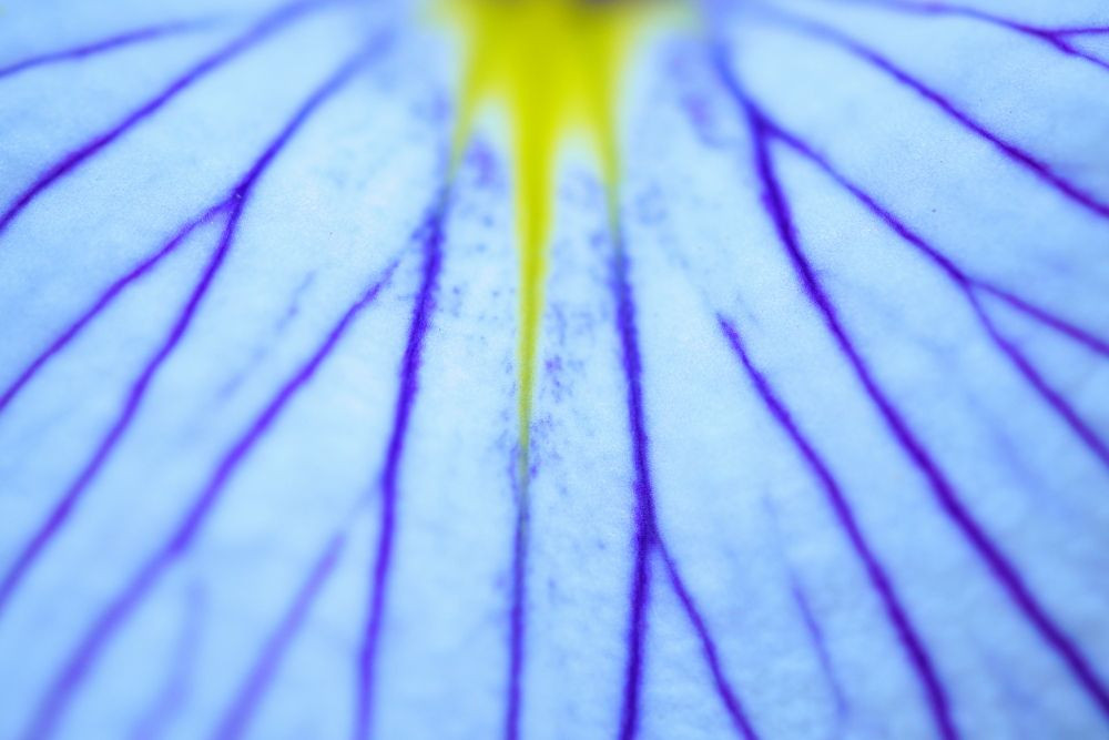 blue Iris  
