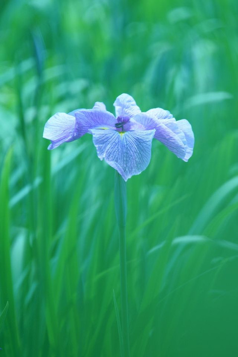 blue Iris  
