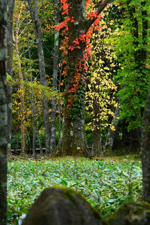 森の秋
