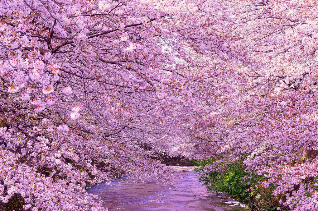 満開の桜色