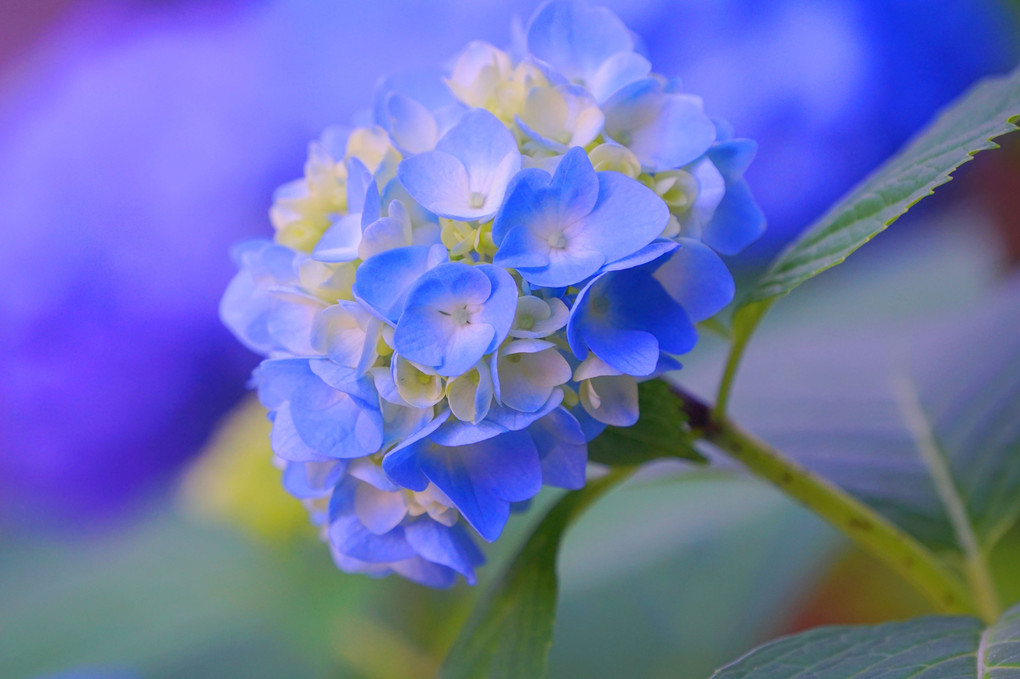 ふんわり青い、紫陽花の花