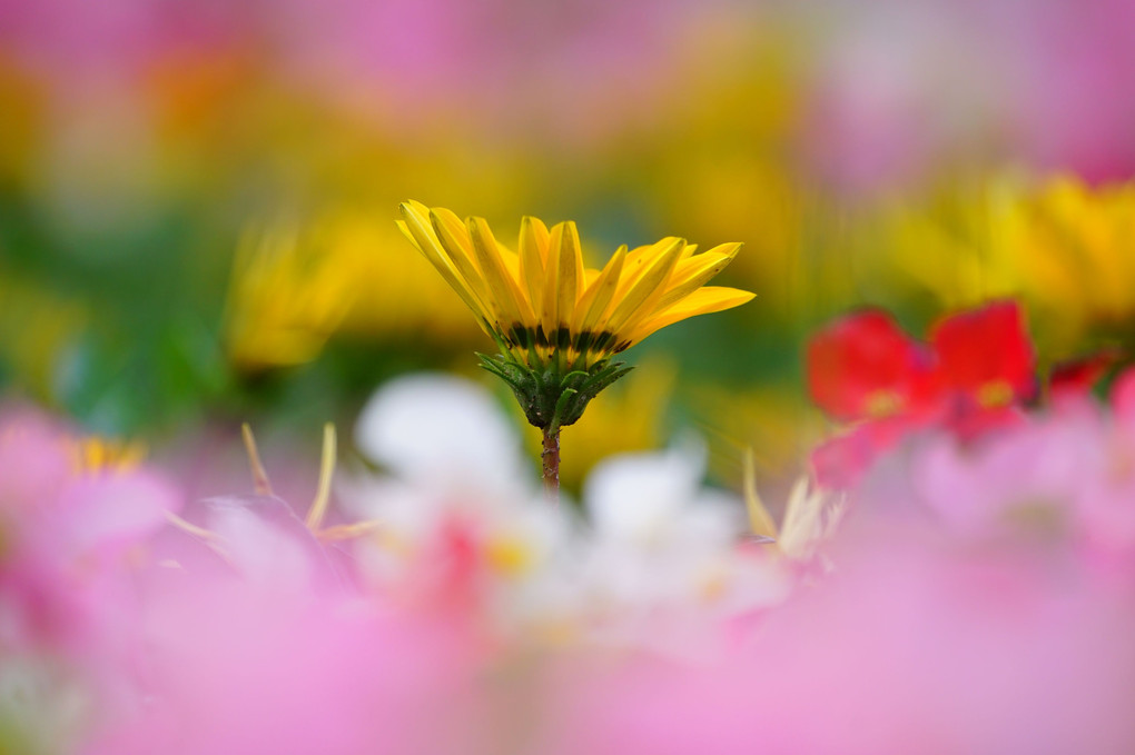 幻想的なお花畑