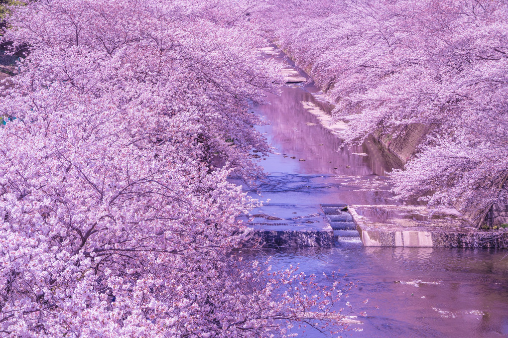 川辺に咲く、満開の桜