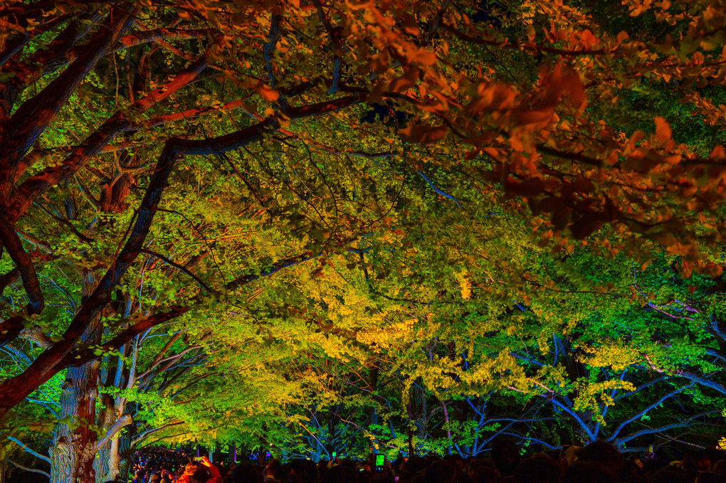 ～昭和記念公園の秋！～