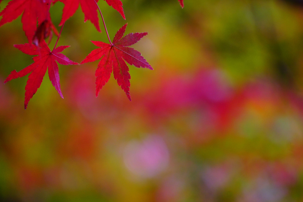紅葉の秋色