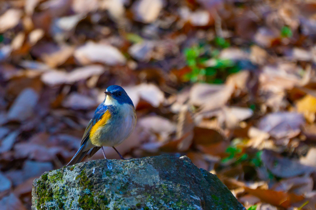 幸せの青い鳥