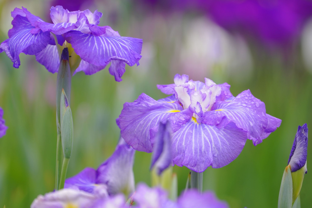 皇居東御苑の花菖蒲＠Gasha！オフ会