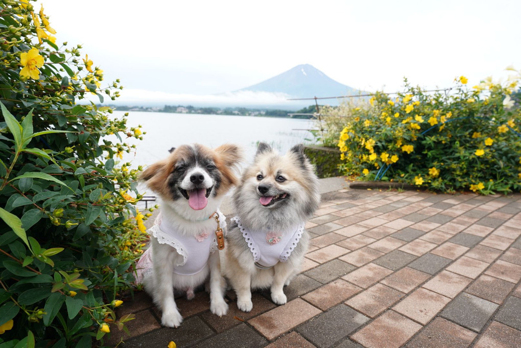 ラベンダーに癒されて。富士山見えた〜！