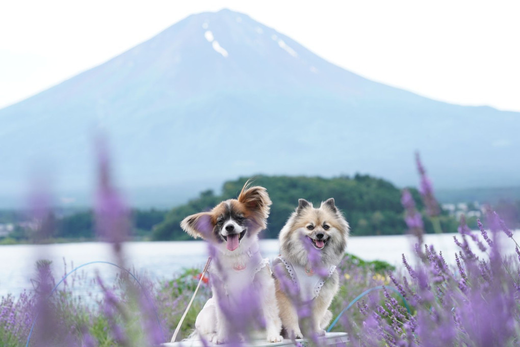 ラベンダーに癒されて。富士山見えた〜！