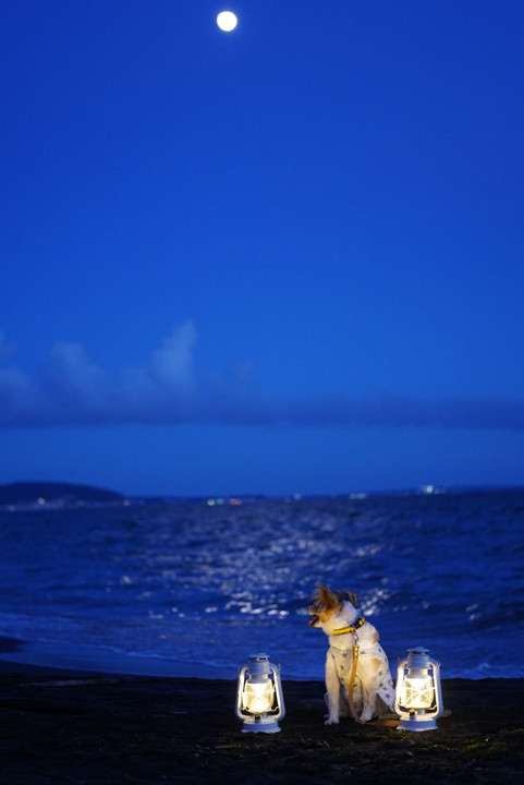 湘南の海