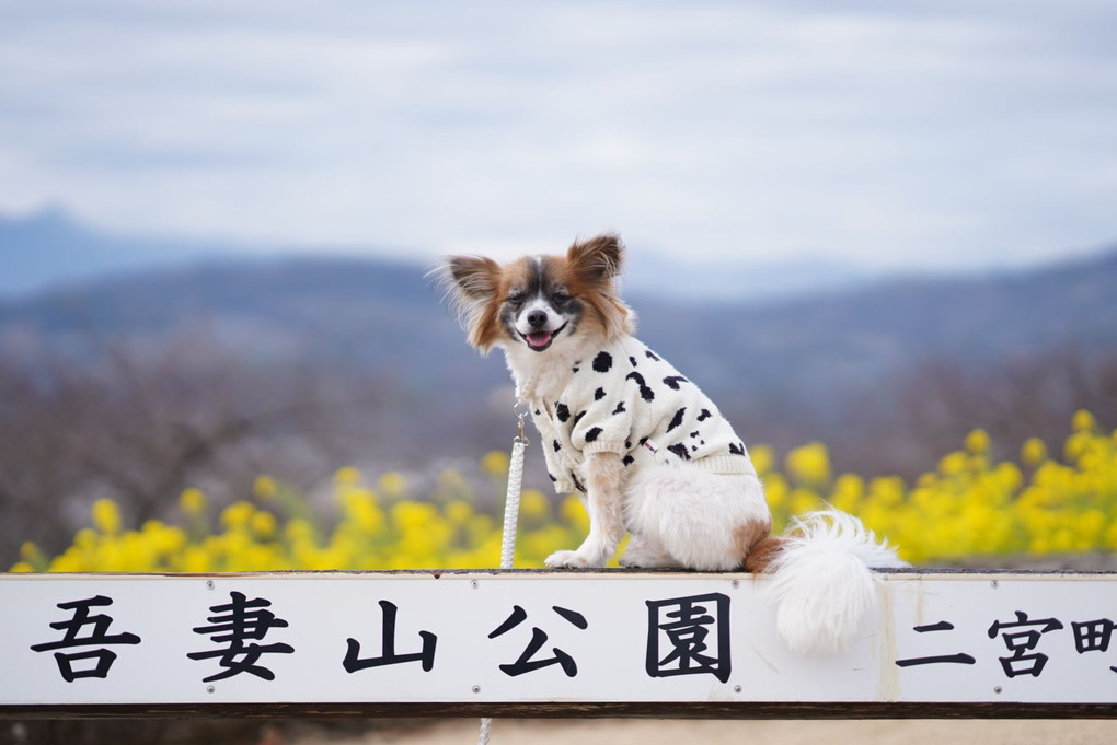 春よ来い〜！