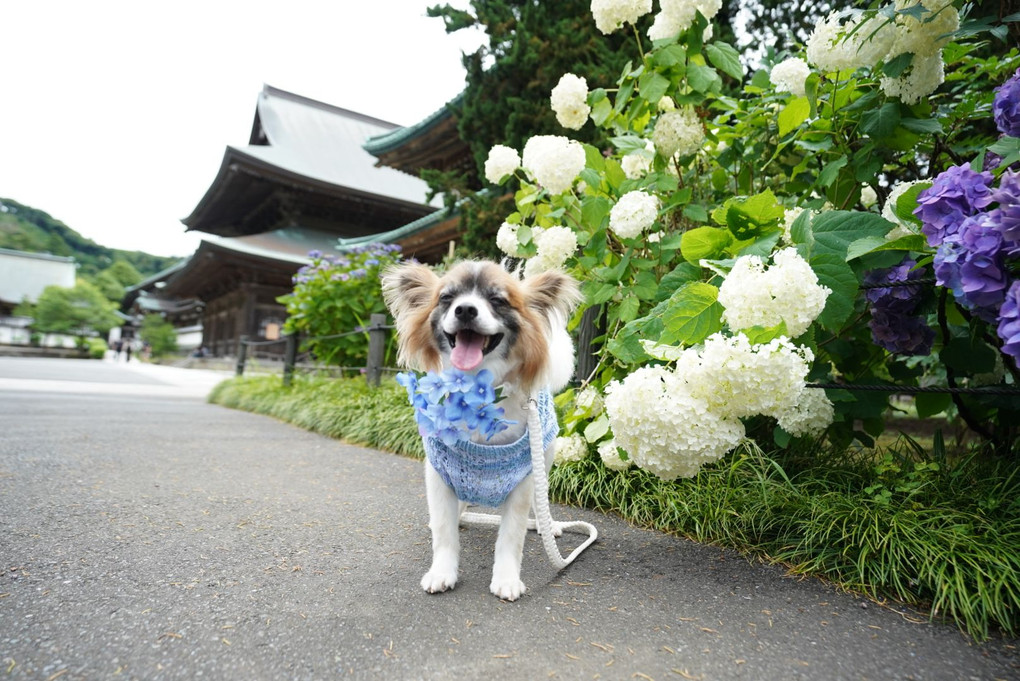 鎌倉お散歩