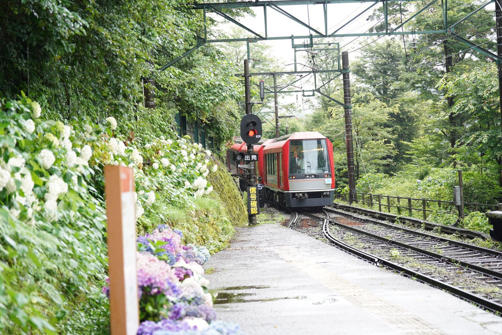 箱根登山電車と紫陽花