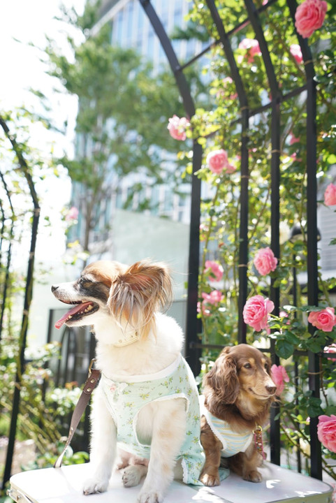 東京ガーデンコートの薔薇
