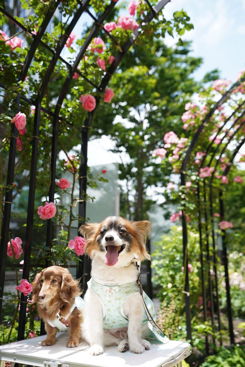 東京ガーデンコートの薔薇