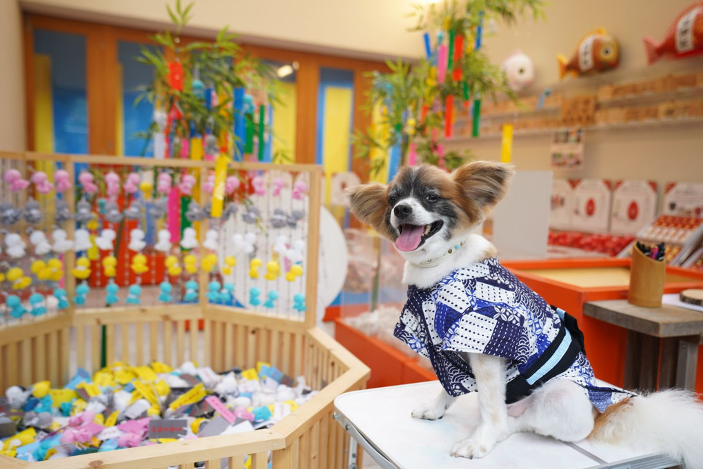 田無神社　テルテル坊主短冊