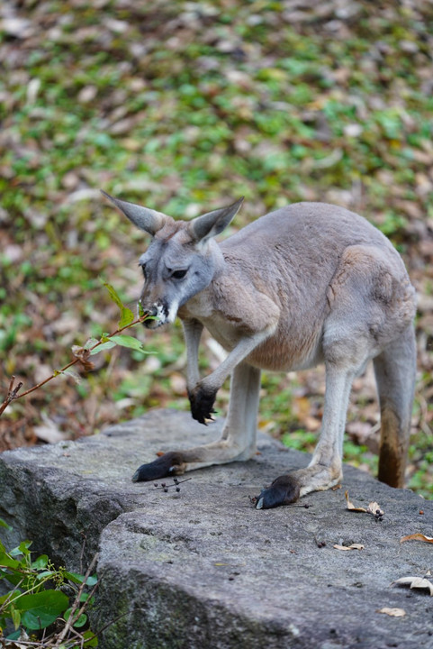 小川晃代先生　ズーラシア動物撮影セミナー