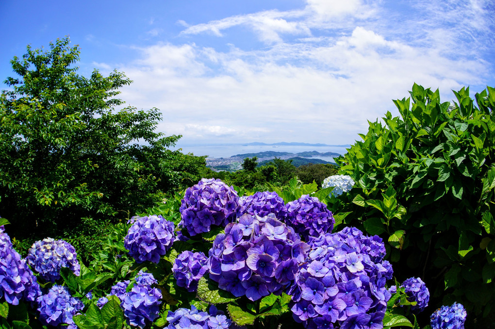 紫陽花と初夏の空