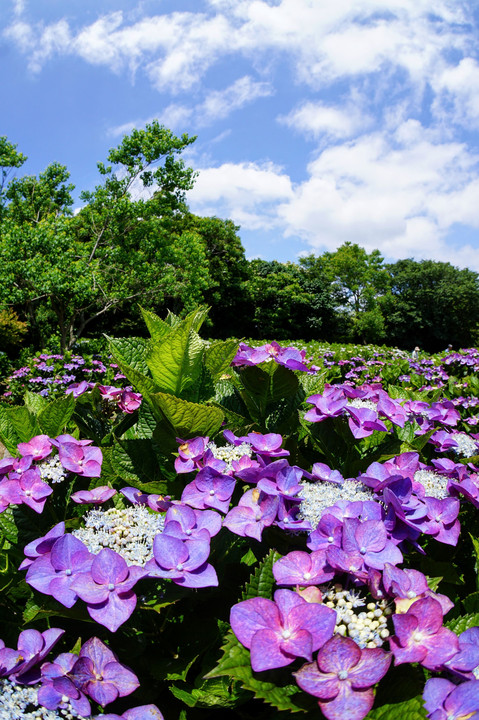 紫陽花と初夏の空