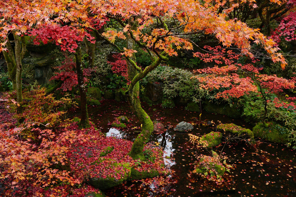 秋色の庭