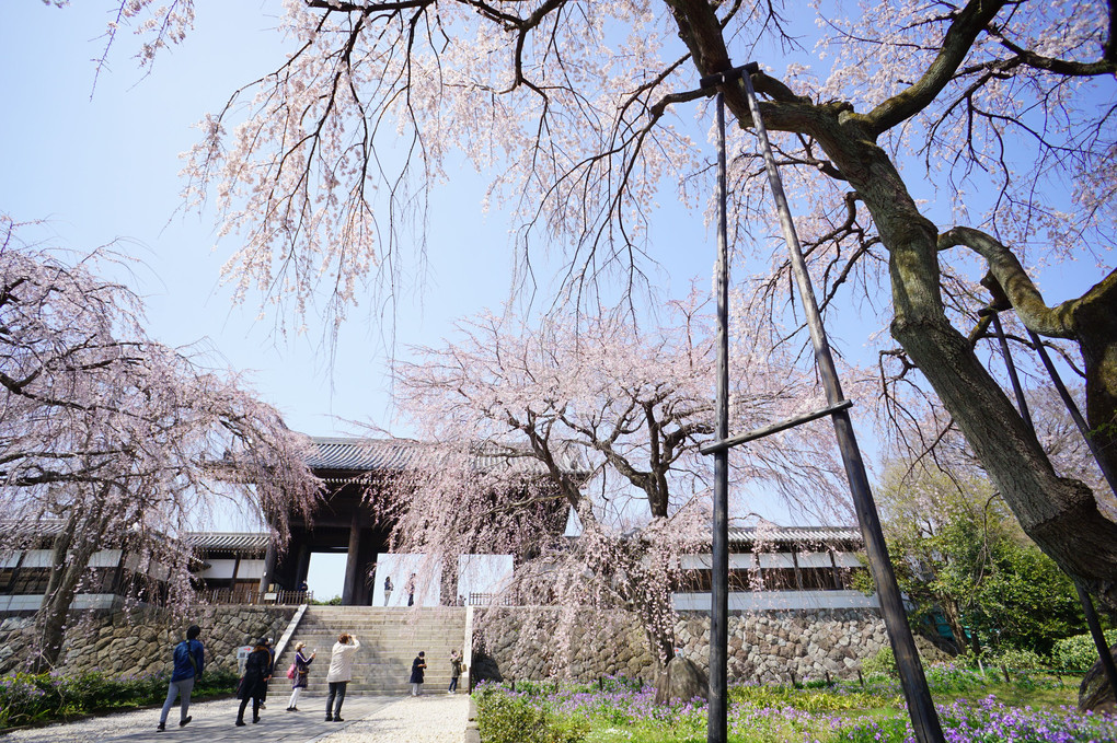 東郷寺のしだれ桜 2