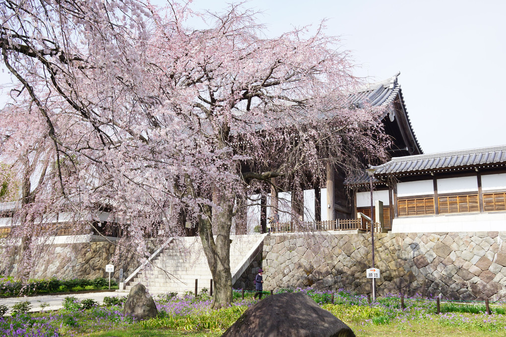 東郷寺のしだれ桜 2