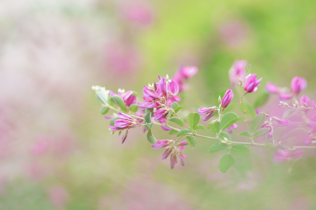 萩の花咲く