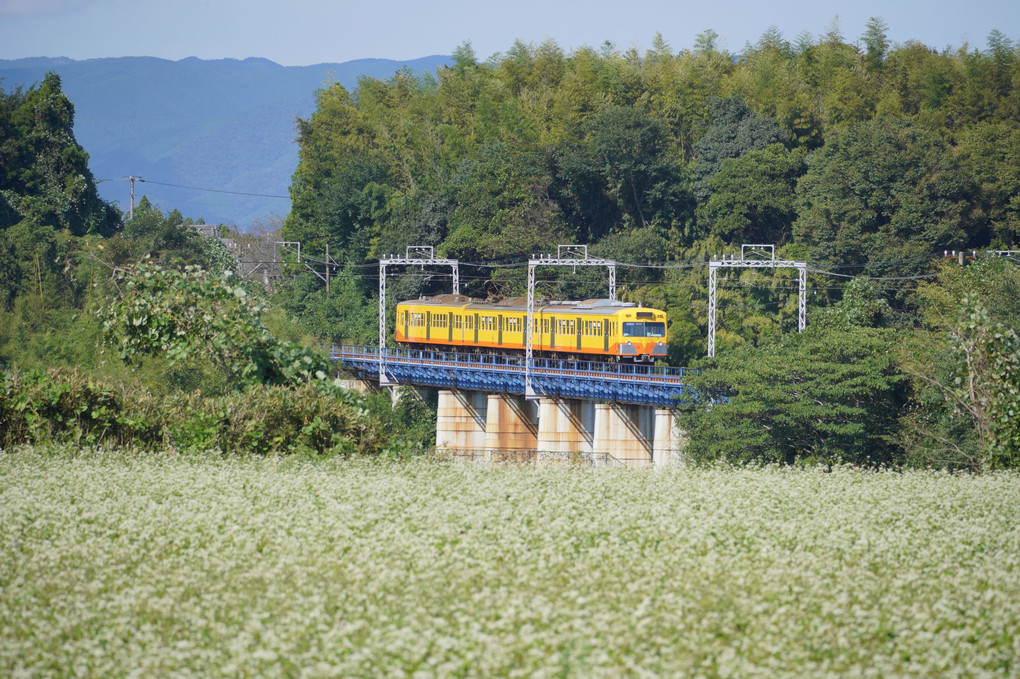 そば畑と黄色い電車