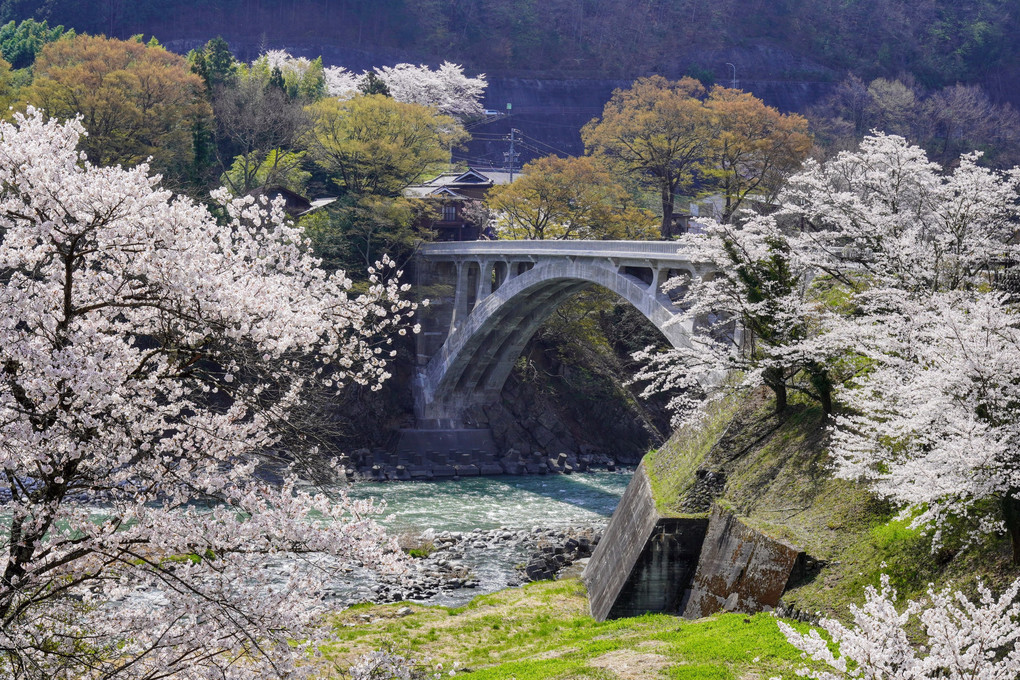 天竜川と桜